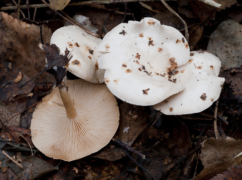 Clitocybe phyllophila